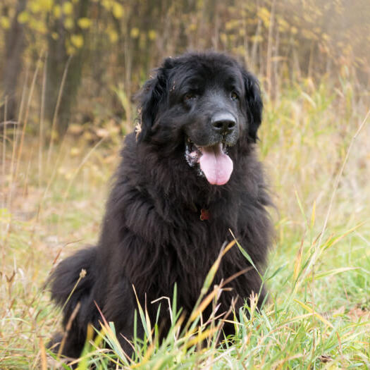 Black newfie hot sale